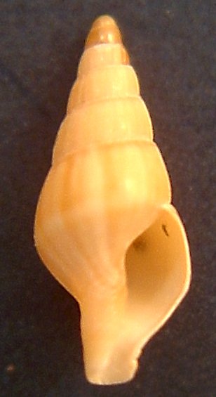 Mitrella minor